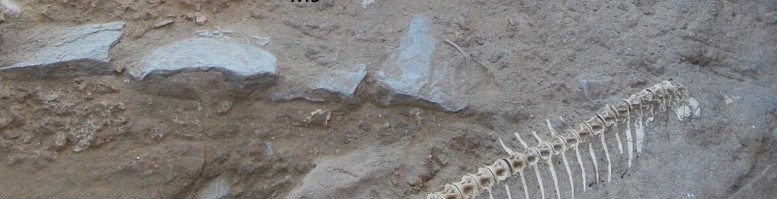 Restos arqueozoológicos de atunes (Baelo Claudia, 2004)